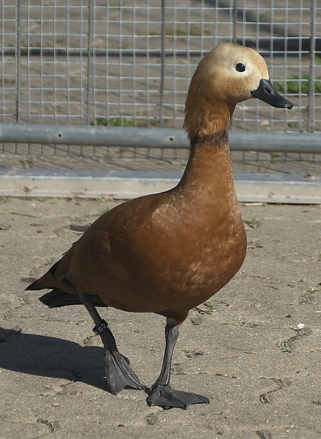 杰克逊狂砍